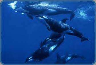 [Pod of orca swimming in the open sea]