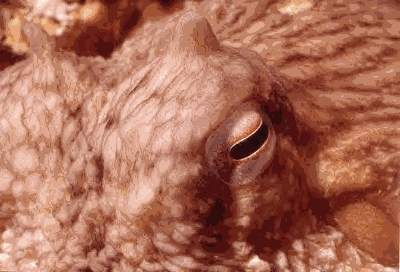 [Giant Pacific Octopus looking sleepy]