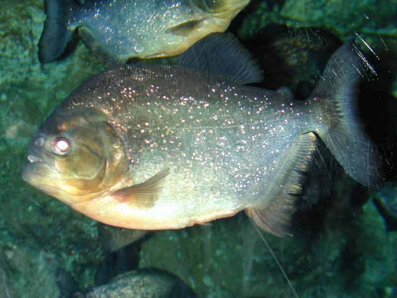 Picture of Piranha