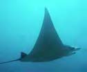[Mantaray gliding through the ocean]