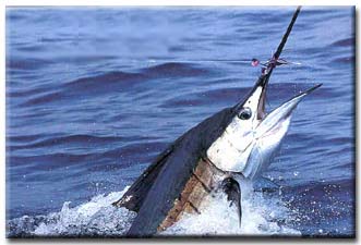 Picture of sailfish