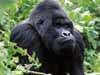 [Silverback Gorilla]