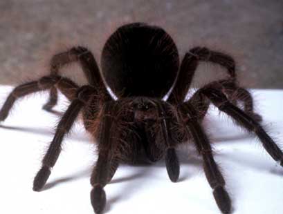 Picture of Goliath Bird-Eating Spider