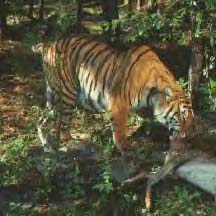 [Bengal Tiger roaming the woods]