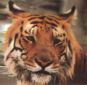 Bengal Tiger in front on the camera