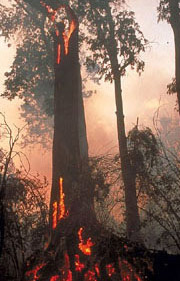Forest Fire