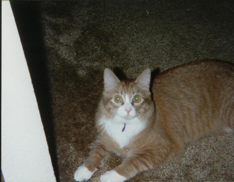 my sammy