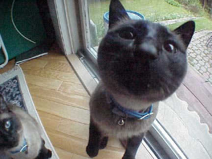 Hey, let me in!