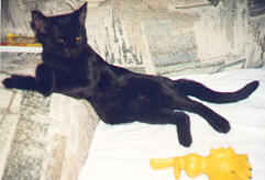 Cool Cat Luke