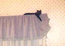 Yes, she has done some damage to the poor curtains!