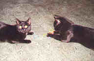 Conversation Interrupted?  Wait Luke!  Maybe she has catnip!