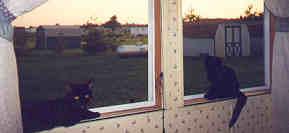 Looking at the back yard