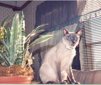 KING MING ...well,  HE thinks so!