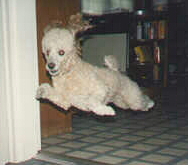 Nugget really can run so fast that he looks like he's flying!