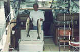 Striped Bass...I don't know why, but in the Delmarva area, they are called Rock Fish!
