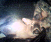 cap_002.jpg