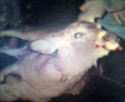 cap_003.jpg