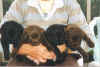 4pups.jpg (76494 bytes)
