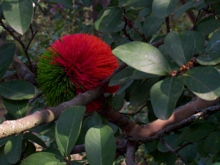 Rosey in the Jungle