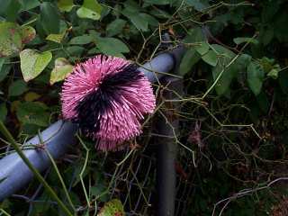 The original Fuzz