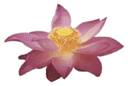 Lotus Flower