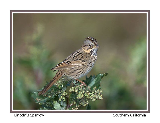 Excellent photo of sparrow (44,5 kb)