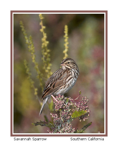 Another excellent photo of sparrow (47 kb)
