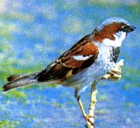 sparrow (14 kb)