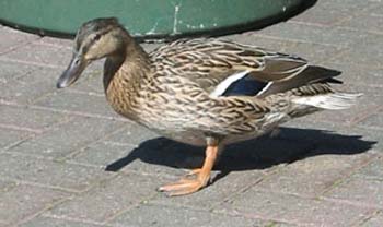 fuckaduck