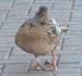victimrecovery
