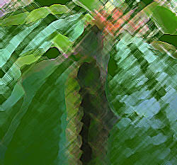 crimson glory cactus with effect