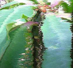 crimson glory cactus with wind effect