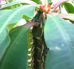 crimson glory cactus photo