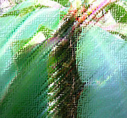 crimson glory cactus with chalk effect