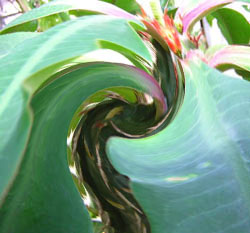 crimson glory cactus with swirl effect