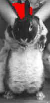 lollopunk1_small.JPG (4294 byte)