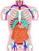 Systems of the Body