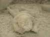 PompeiAmphitheater02 184.jpg (74448 bytes)