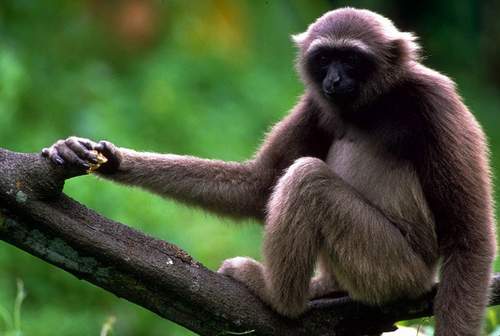 Monkey in Krabi
