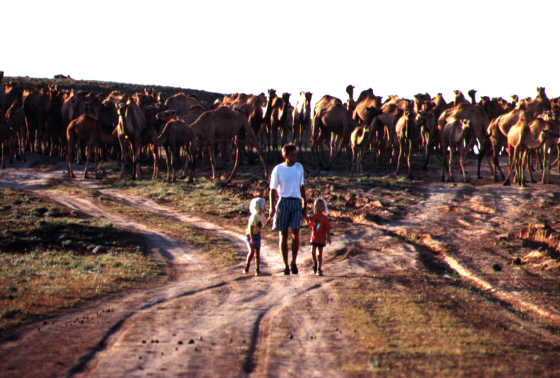 Salalah means lots of camels