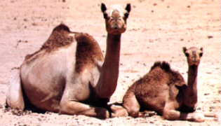 Welcome in camel country