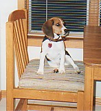 my awesome dog Pepper
