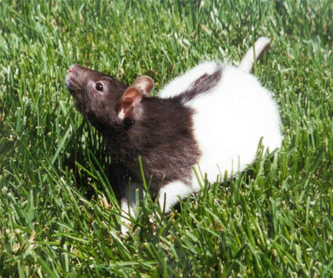 Sammy!