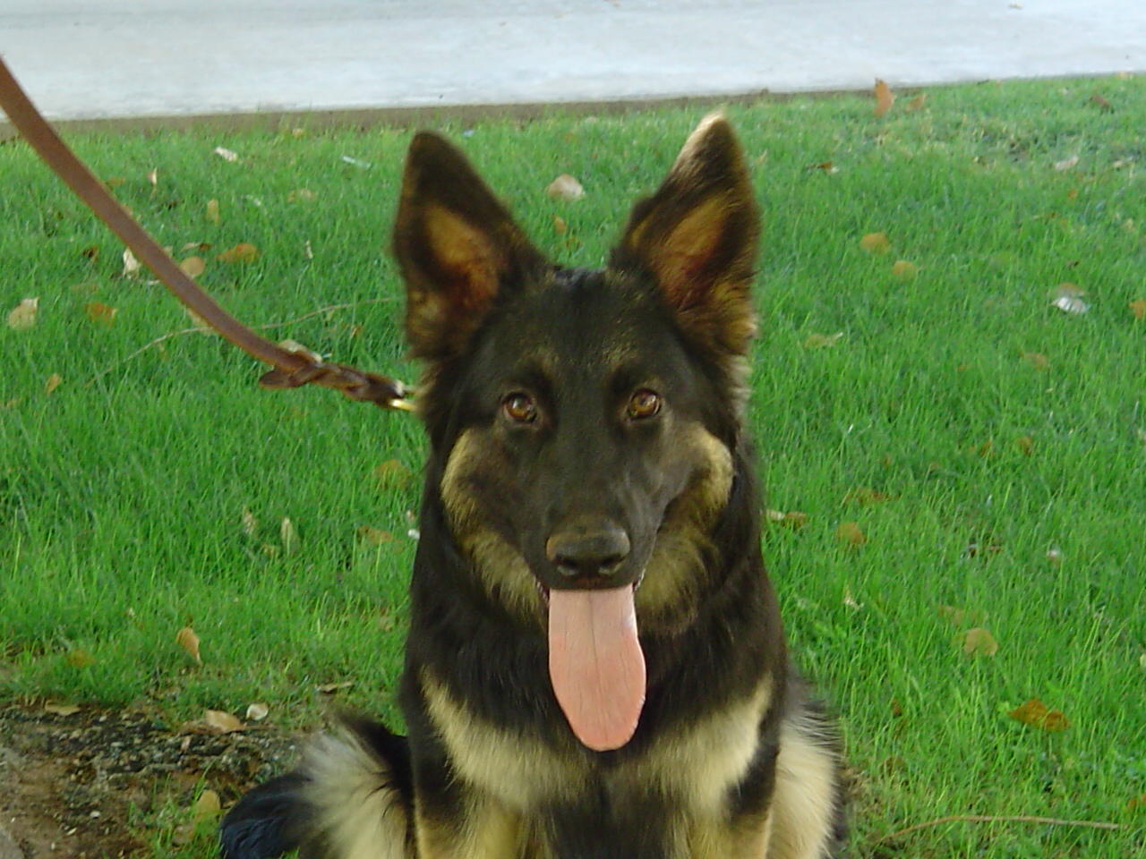 Gitta 7 months old