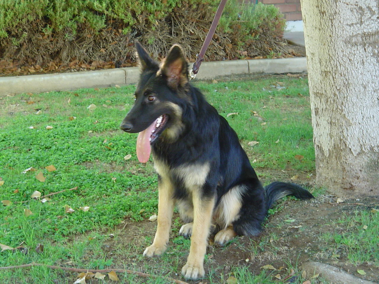 Gitta 7 months old
