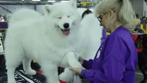 Dog Groomer