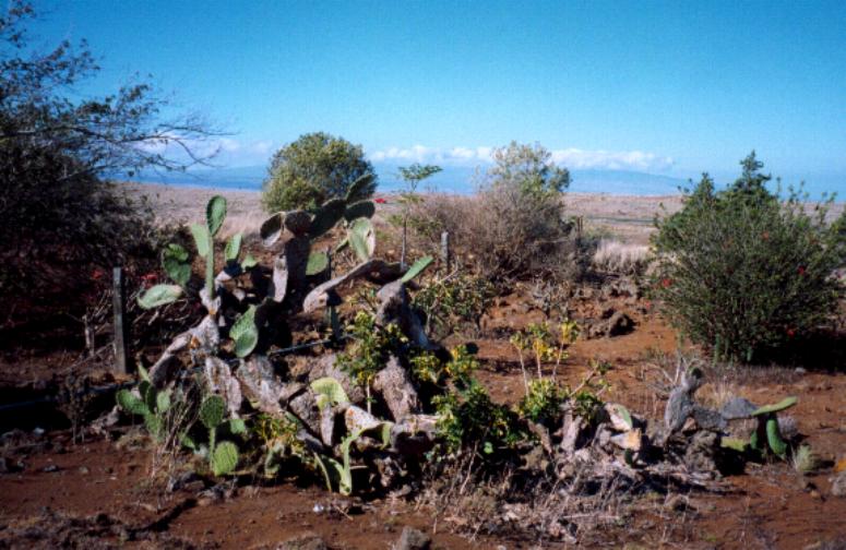 Cactus
