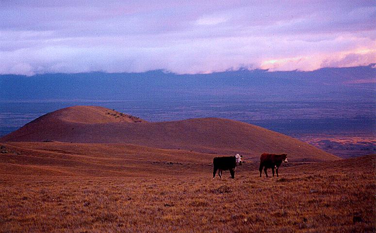 Cattle