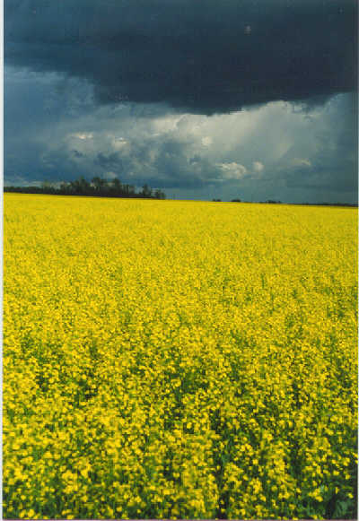 canola.jpg