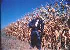 Iowa Corn Field